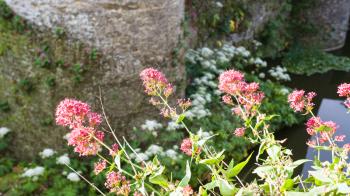 travel to France - pink fllowers on the edge of castle moat in Boulogne-sur-Mer in summer morning