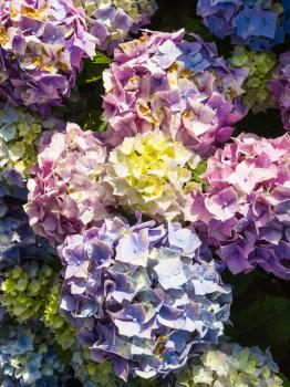 travel to France - traditional breton hydrangea flowers at Saint-Guirec beach of Perros-Guirec commune on Pink Granite Coast of Cotes-d'Armor department in the north of Brittany after summer rain