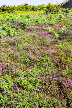 travel to France - green heathland with heather in Ploumanac'h site of Perros-Guirec commune on Pink Granite Coast of Cotes-d'Armor department in the north of Brittany in sunny summer day