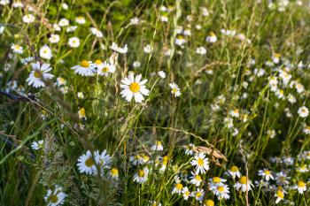 travel to France - green meadow with daisy flowers in Cotes-d'Armor department of Brittany in sunny summer evening