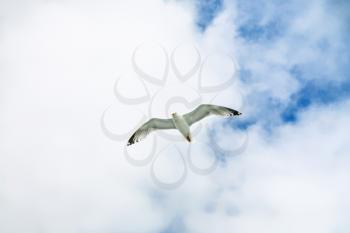 travel to France - seagull flies in blue sky with white clouds over Atlantic ocean coast in Paimpol region of Cotes-d'Armor department of Brittany in summer