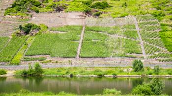 country landscape - green vineyards on hill slope along Mosel river in Cochem - Zell region on Moselle wine route in sunny summer day in Germany
