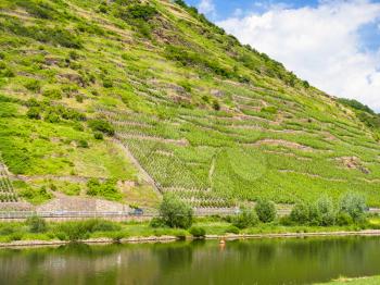 country landscape - hill slope with vineyards along Mosel river in Cochem - Zell region on Moselle wine route in sunny summer day in Germany