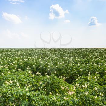 country landscape - green potato field near commune L'Epine Marne in summer day in Champagne region of France