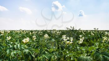 country landscape - blooming potato plant on field near commune L'Epine Marne in summer day in Champagne region of France