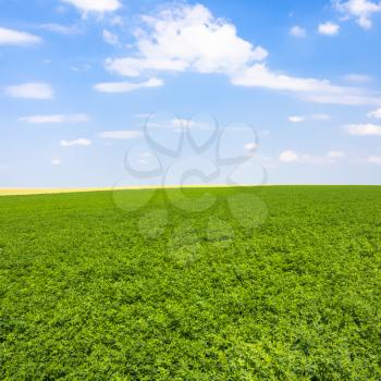 country landscape - view of green lucerne field under blue sky with white clouds near commune L'Epine Marne in sunny summer day in Champagne region of France