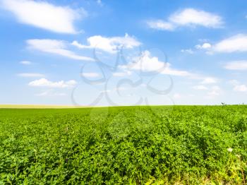 country landscape - green medicago field under blue sky with white clouds near village L'Epine Marne in sunny summer day in Champagne region of France