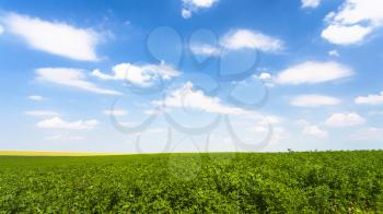 country landscape - blue sky with white clouds over green medicago field near village L'Epine Marne in sunny summer day in Champagne region of France