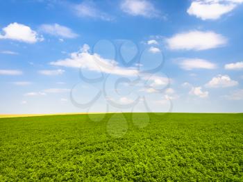 country landscape - blue sky with white clouds over green lucerne field near village L'Epine Marne in sunny summer day in Champagne region of France