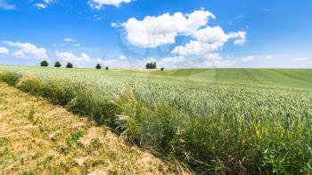 country landscape - edge of green wheat field in Picardy region of France in summer day