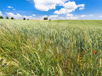 country landscape - wheat ears on edge of green field in Picardy region of France in summer day