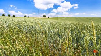 country landscape - wheat ears close up on edge of green field in Picardy region of France in summer day