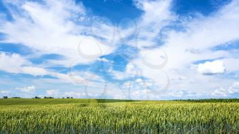 country landscape - blue sky with white clouds over green wheat plantation in Picardy region of France in summer day