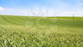 country landscape - panoramic view of green wheat field under blue sky in Picardy region of France in summer day