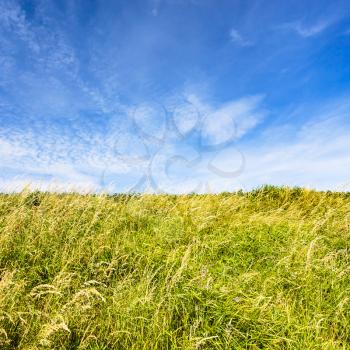 country landscape - meadow grasses on field under blue sky on Cap Gris-Nez of Cote d'Opale district in Pas-de-Calais region of France in summer day