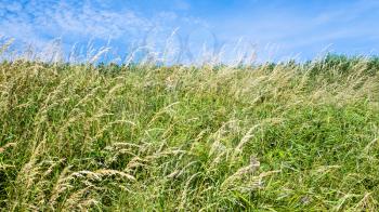 country landscape - meadow grasses on field close up on Cap Gris-Nez of Cote d'Opale district in Pas-de-Calais region of France in summer day