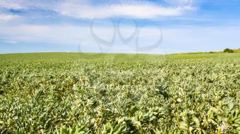 country landscape - view of vicia faba (bean) field in Pas-de-Calais region of France in summer day