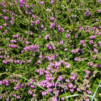 travel to France - heather plant in Ploumanac'h site of Perros-Guirec commune on Pink Granite Coast of Cotes-d'Armor department in the north of Brittany in sunny summer day