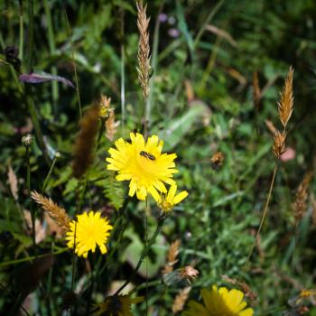 travel to France - yellow dandelion flower on meadow in Ploumanac'h site of Perros-Guirec commune on Pink Granite Coast of Cotes-d'Armor department in the north of Brittany in sunny summer day