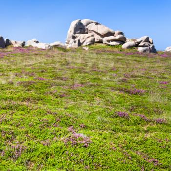 travel to France - boulder at green heathland in Ploumanac'h site of Perros-Guirec commune on Pink Granite Coast of Cotes-d'Armor department in the north of Brittany in sunny summer day