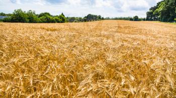 country landscape - yellow field of ripe rye in Cotes-d'Armor department of Brittany, France in sunny summer day