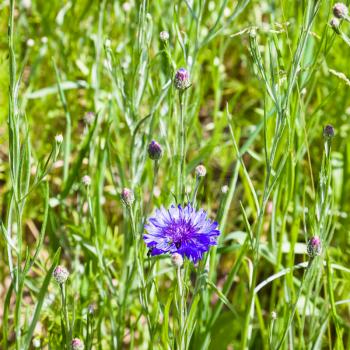 travel to France - cornflower blue flower on green meadow in Cotes-d'Armor department of Brittany in sunny summer day