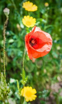 travel to France - red poppy flower on green meadow in Cotes-d'Armor department of Brittany in sunny summer day
