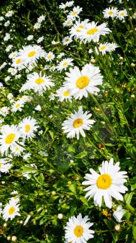 travel to France - many daisy flowers on green lawn on atlantic coast in Paimpol town in Cotes-d'Armor department of Brittany in summer