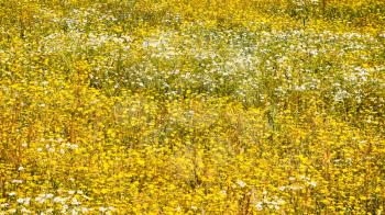 travel to France - panoramic view of white and yellow chamomile flowers on meadow on atlantic coast in Paimpol town in Cotes-d'Armor department of Brittany in summer