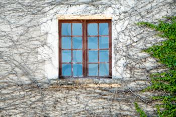travel to France - brown wooden window in outdoor wall of old house overgrown by dried and green ivy twigs in summer day in Chambord village in Val de Loire region of France