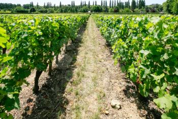 country landscape - view of vineyard in Val de Loire region of France in summer day