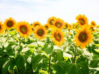 country landscape - yellow sunflower flowers on field under blue sky in Val de Loire region of France in sunny summer day