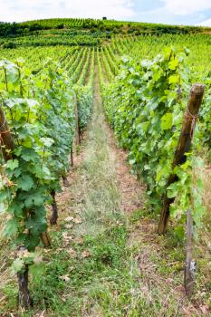 travel to France - green vineyard in region of Alsace Wine Route in summer day