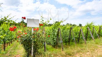 travel to France - white plate and roses bush near vineyard in region of Alsace Wine Route in summer day