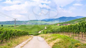 travel to France - country road between vineyards in region of Alsace Wine Route in summer day