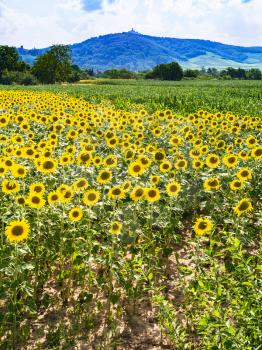 country landscape - Sunflower field and view of Vosges Mountains in Alsace in summer