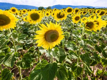 country landscape - yellow blooms of Sunflowers on field near Vosges Mountains in Alsace in summer