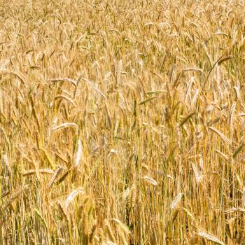 country landscape - ripe rye ears on field in Bavaria in summer day in Germany