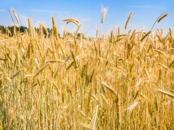country landscape - field with ripe rye ears in Bavaria in summer day in Germany