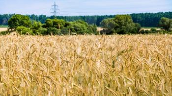 country landscape - ripe rye on field Bavaria in summer day in Germany