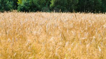 country landscape - field of ripe yellow rye in Central Poland in summer