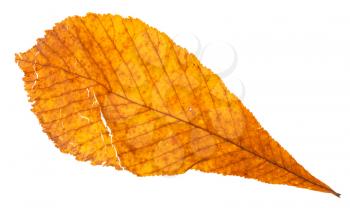 autumn broken yellow leaf of horse chestnut tree isolated on white background