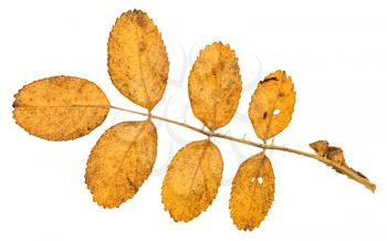 back side of twig with autumn yellow leaves of dog rose plant isolated