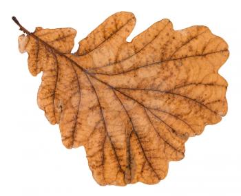 autumn old leaf of oak tree isolated on white background