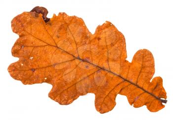 back side of autumn holey orange leaf of oak tree isolated on white background