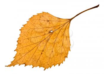 back side of autumn holey yellow leaf of birch tree isolated on white background