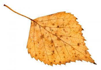 back side of fallen holey yellow leaf of birch tree isolated on white background