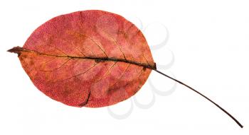 back side of red autumn leaf of pear tree isolated on white background