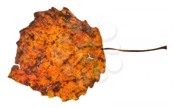 broken autumn fallen leaf of aspen tree isolated on white background