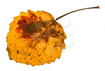autumn yellow fallen leaf of aspen tree isolated on white background
